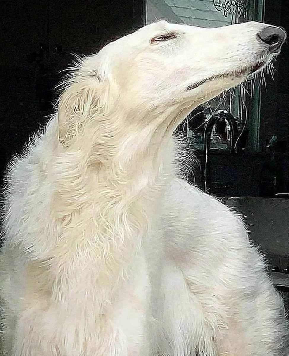 Борзая Эрис собака