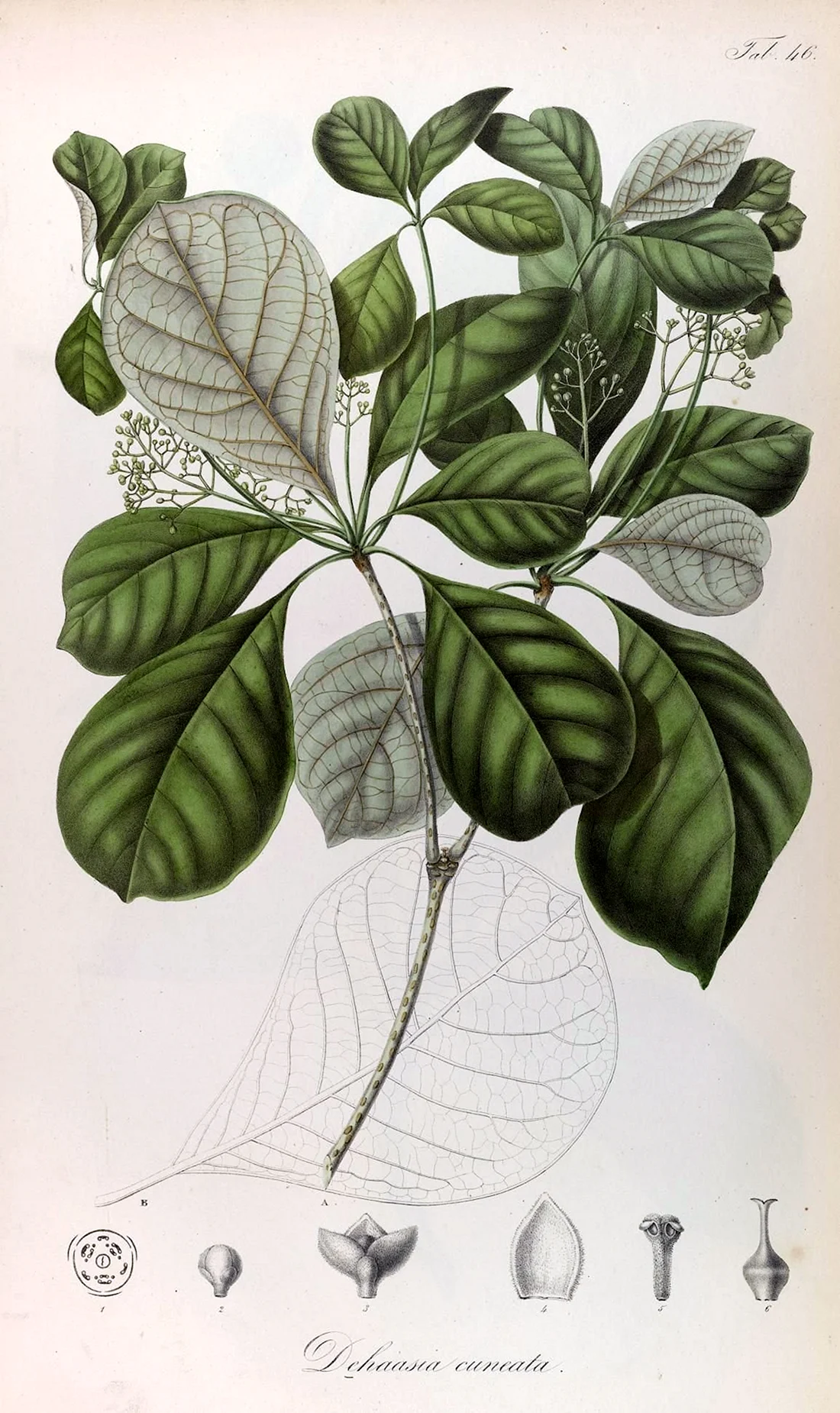Botanical illustration листья