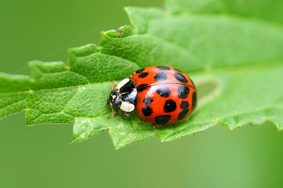 Божьи коровки