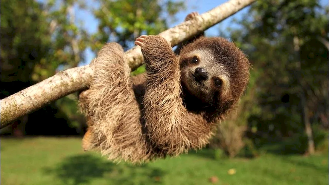Bradypus torquatus – Ленивец ошейниковый