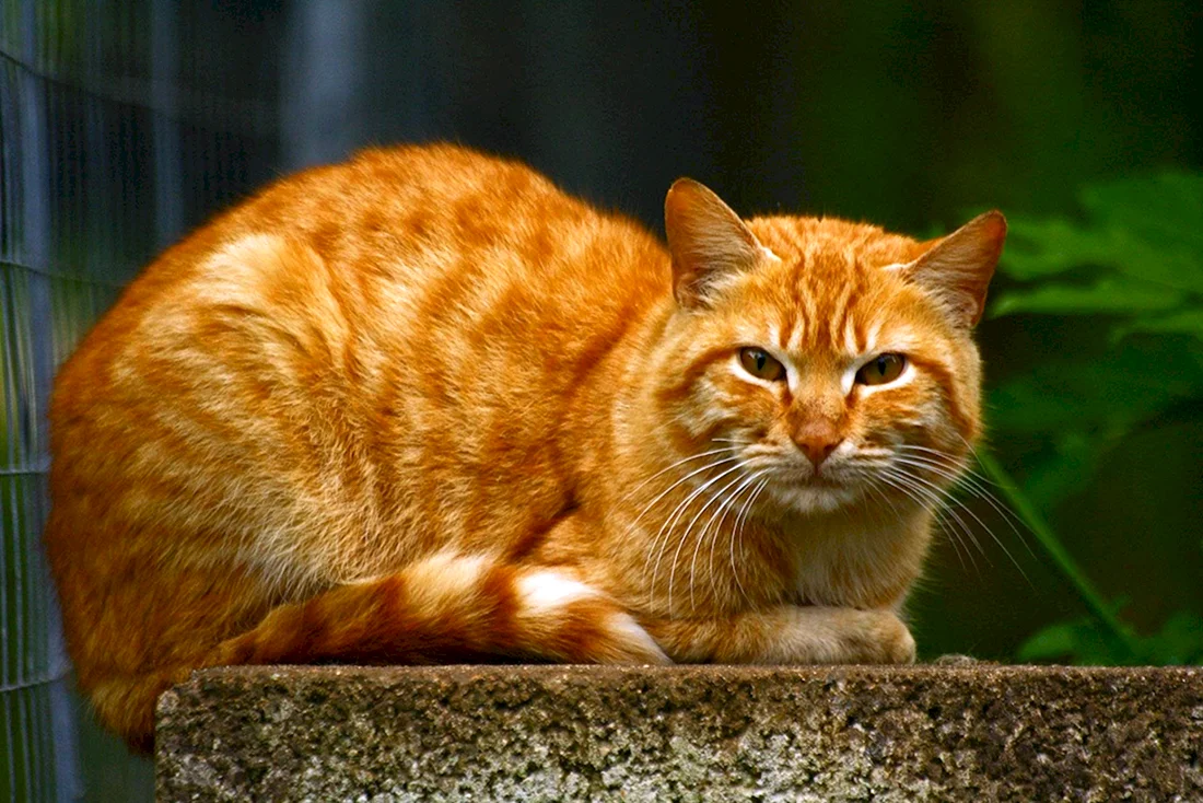Бразильская короткошерстная кошка рыжая