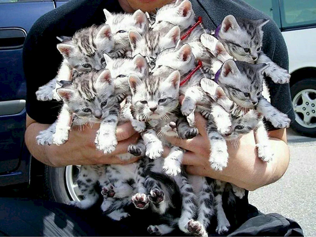 Букет из котят