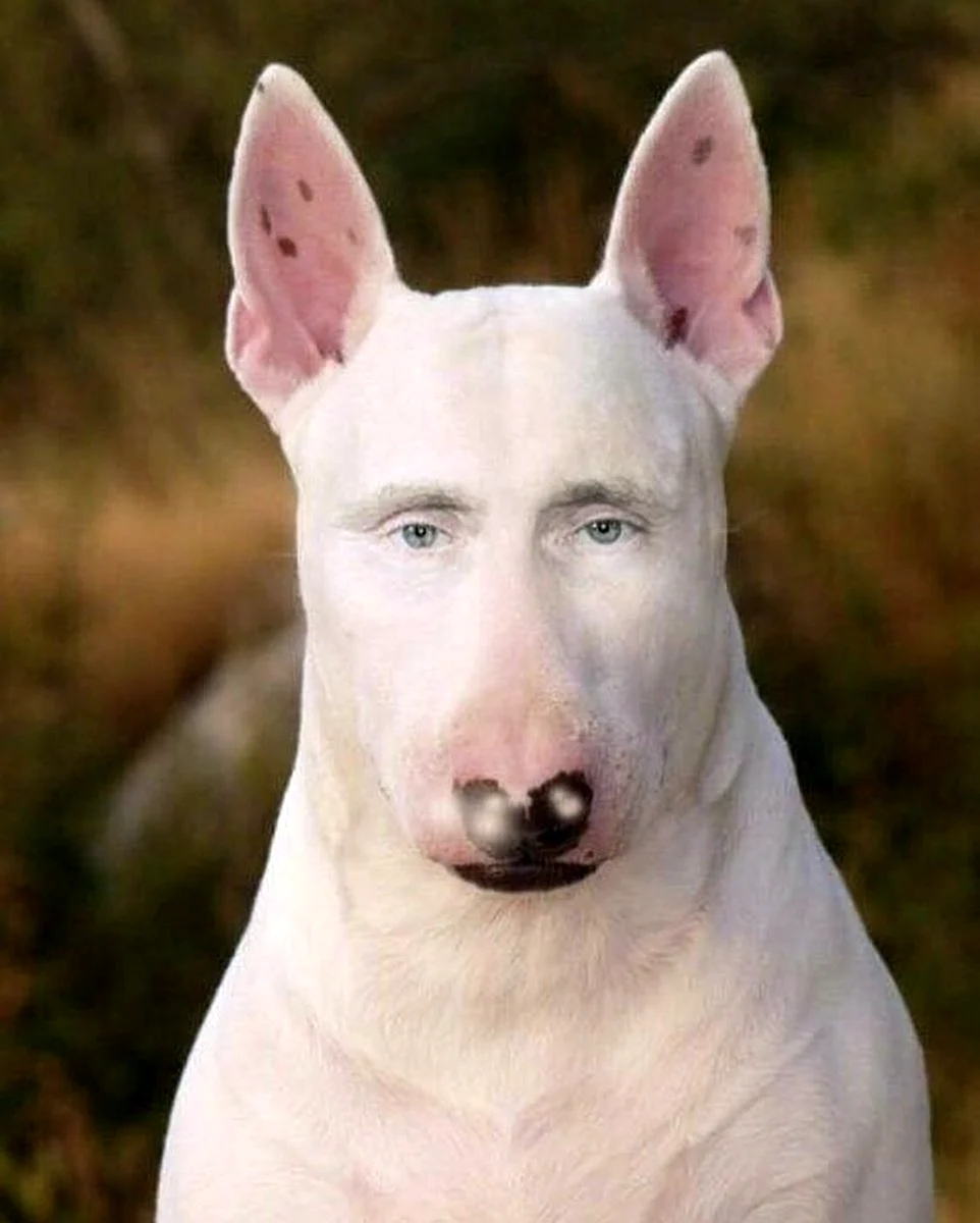 Бультерьер