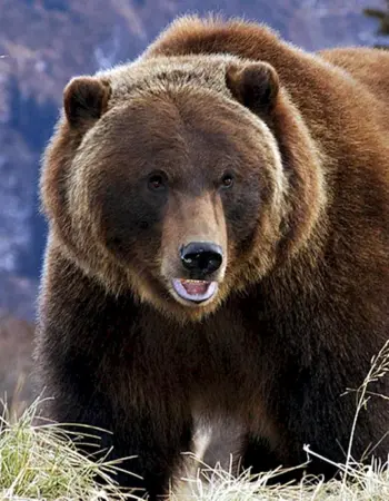 Бурый Тяньшаньский медведь