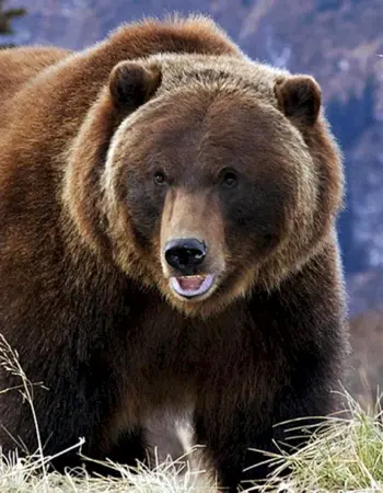 Бурый Тяньшаньский медведь