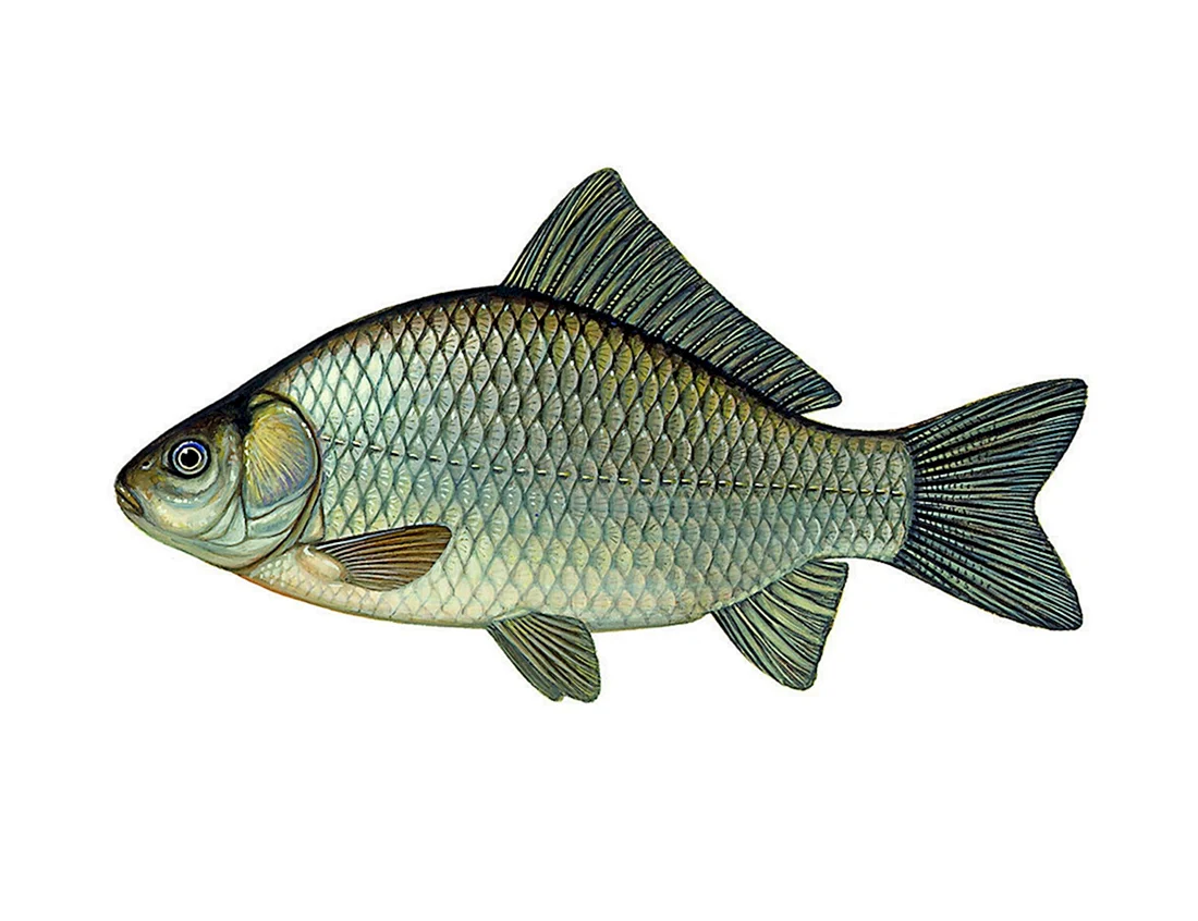 Carassius auratus серебряный карась