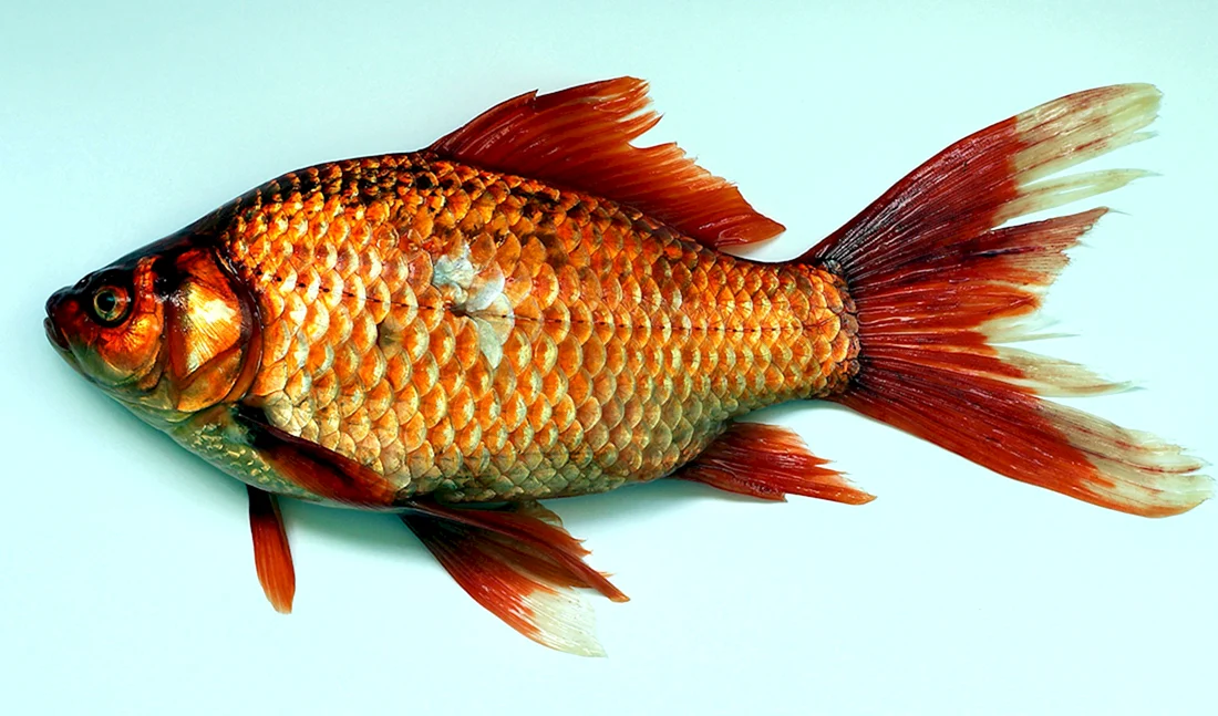 Carassius auratus Золотая рыбка