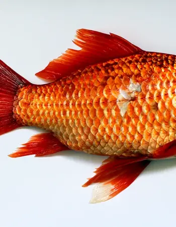 Carassius auratus Золотая рыбка