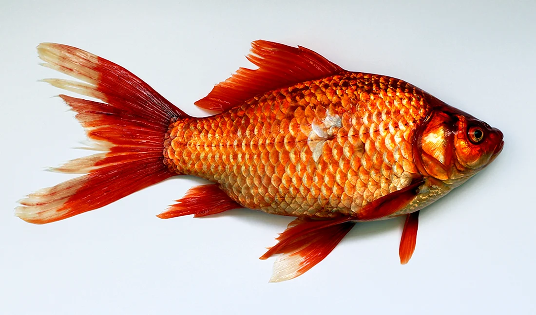 Carassius auratus Золотая рыбка