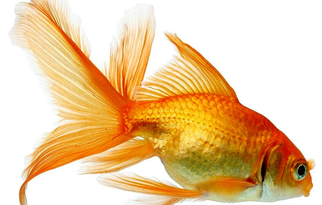 Carassius auratus Золотая рыбка