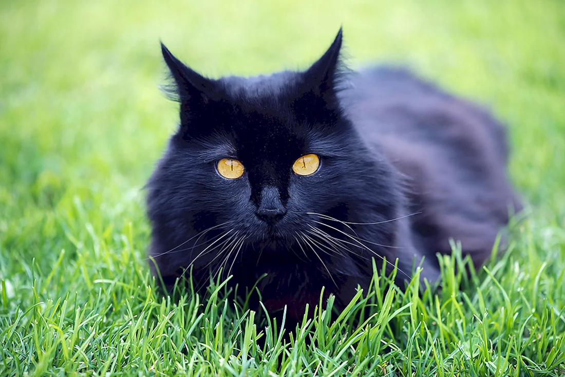 Черная кошка