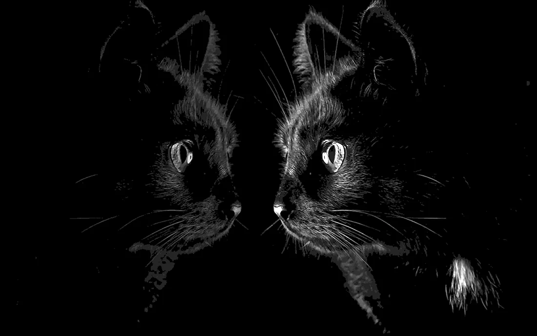 Черная кошка
