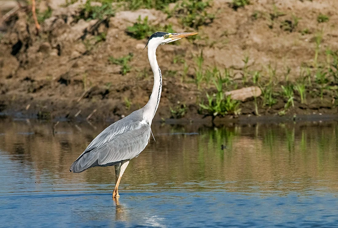 Черношейная цапля Ardea melanocephala