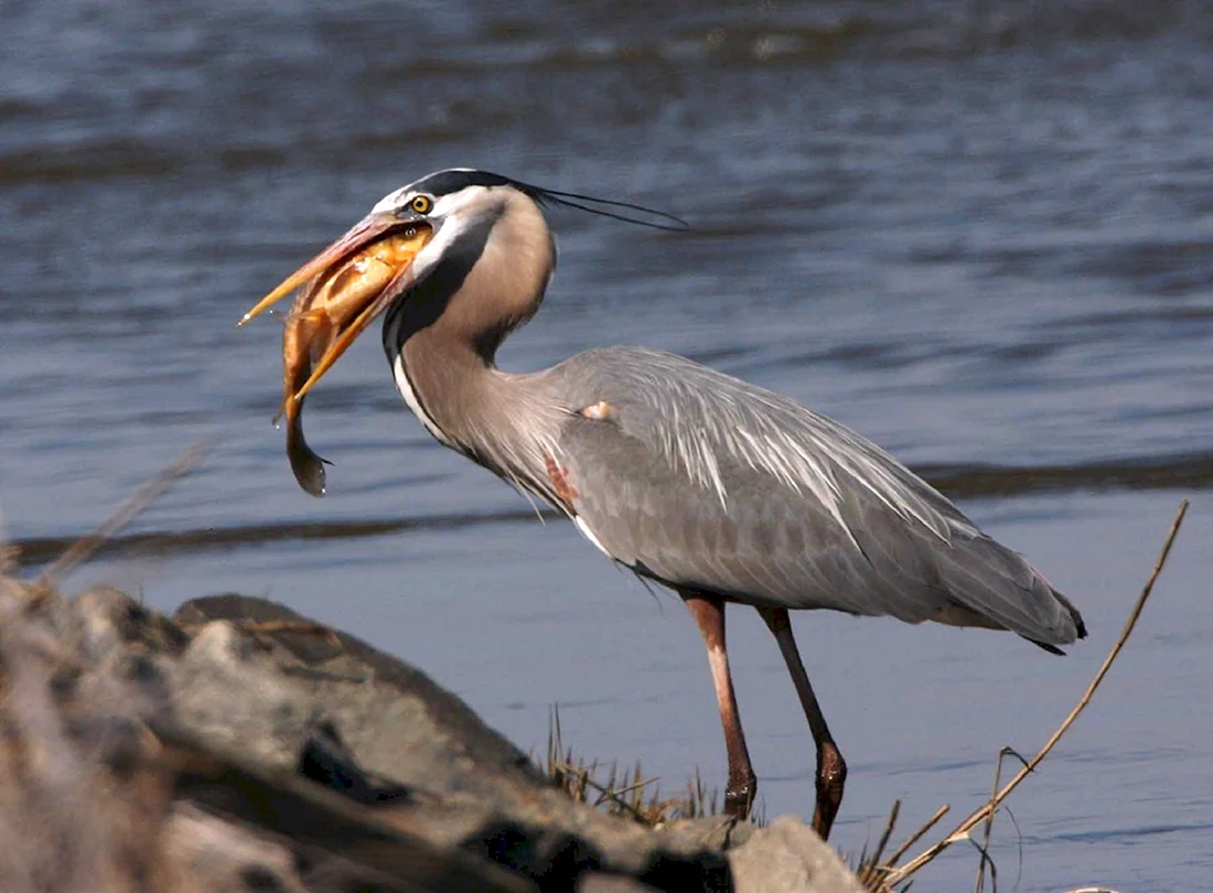 Черношейная цапля Ardea melanocephala