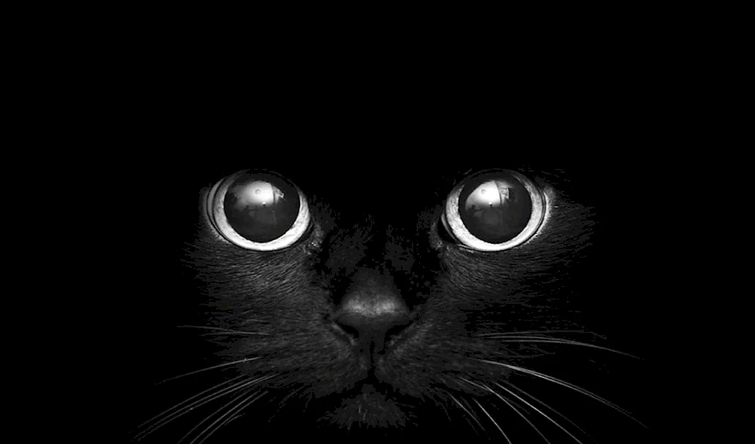 Чёрный кот