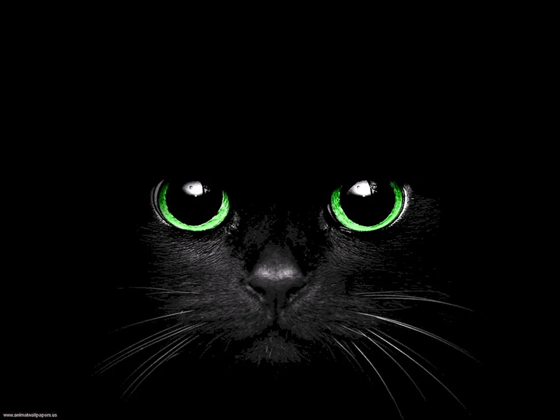 Чёрный кот