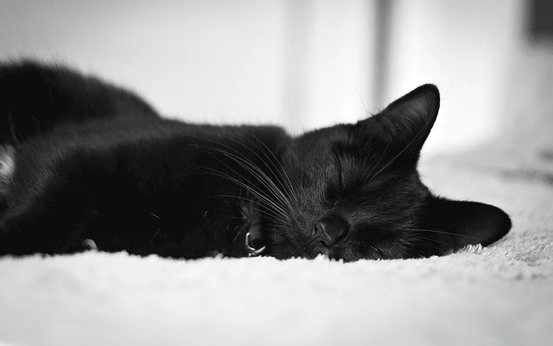 Чёрный кот