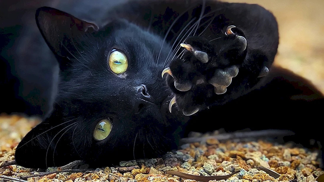 Чёрный кот