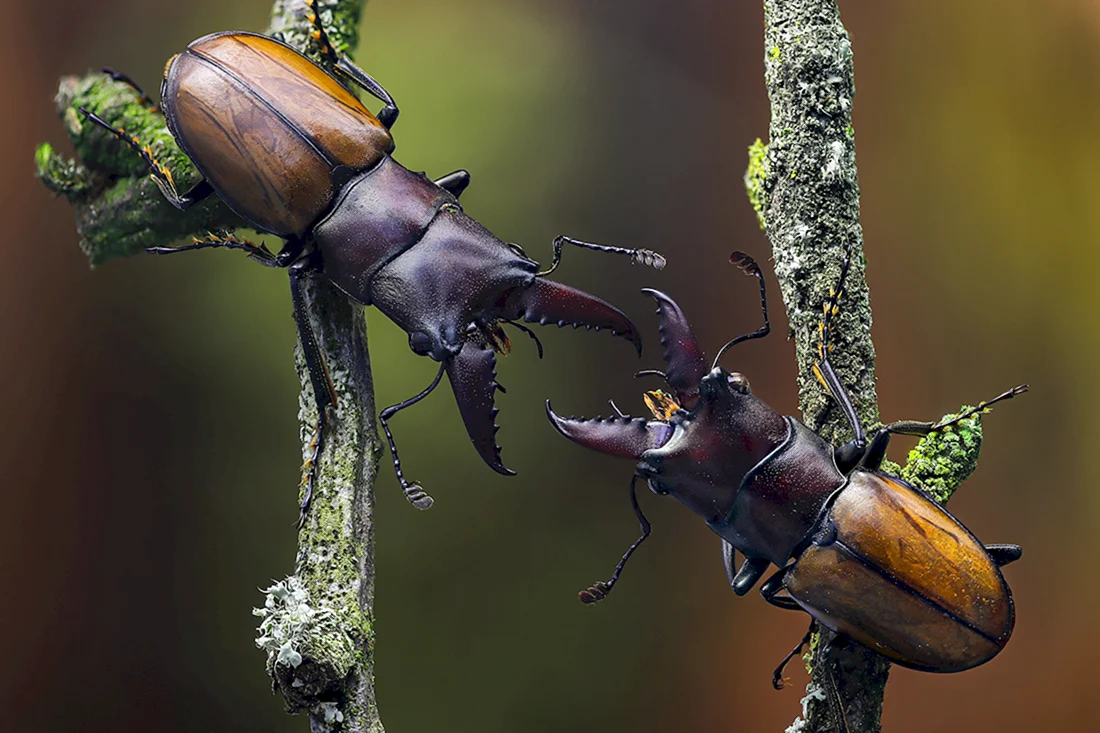 Cyclommatus metallifer