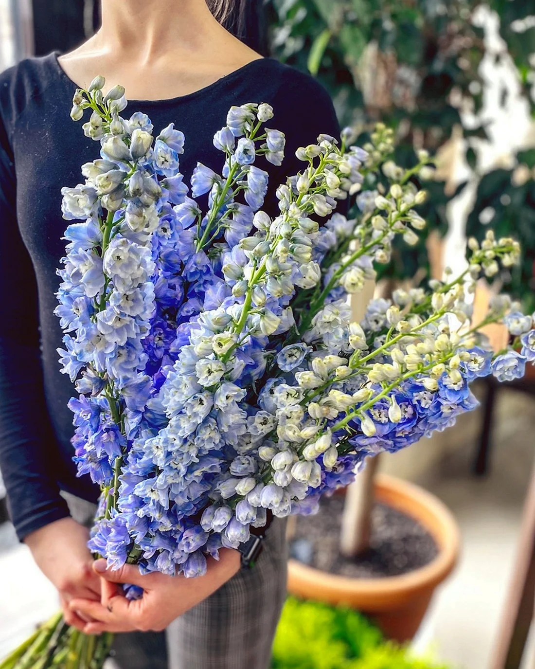 Delphinium Light Blue
