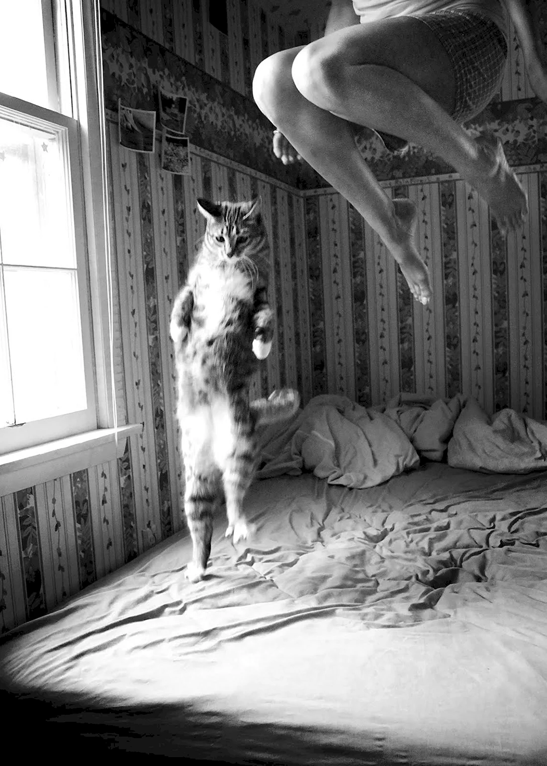 Девушка с котом