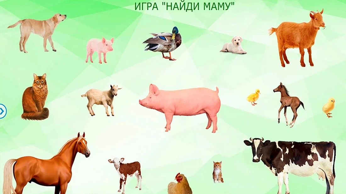 Домашние животные и Детеныши