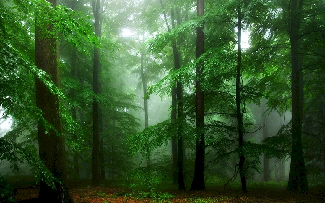 Дремучий лес Карамзина