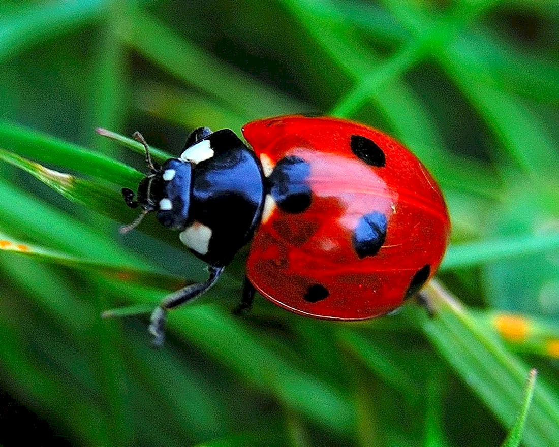 Божья коровка картинка (32 фото)