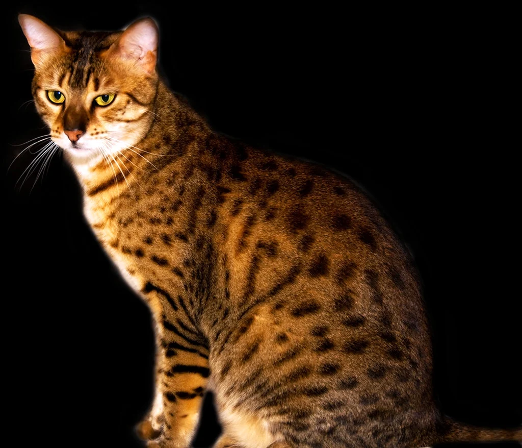 Египетская МАУ кошка