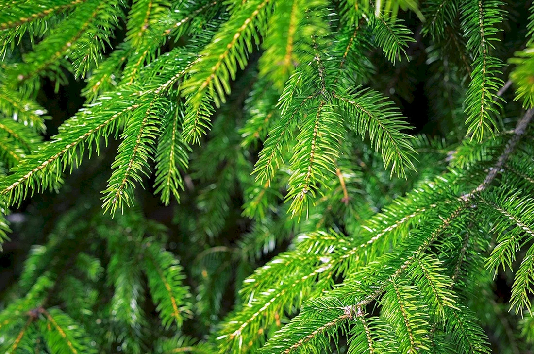 Ель финская Picea Fennica лес