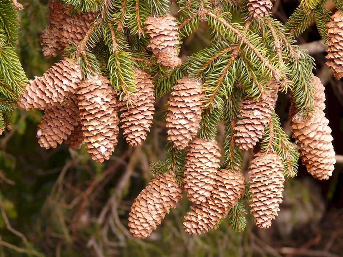 Ель красная Picea Rubens