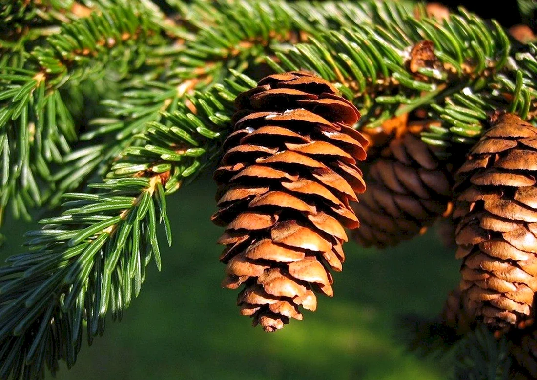 Ель Сибирская Picea obovata Ledeb.