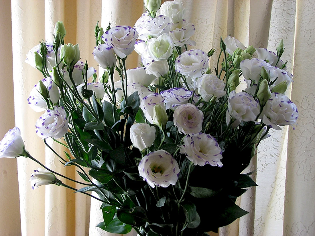 Эустома Lisianthus