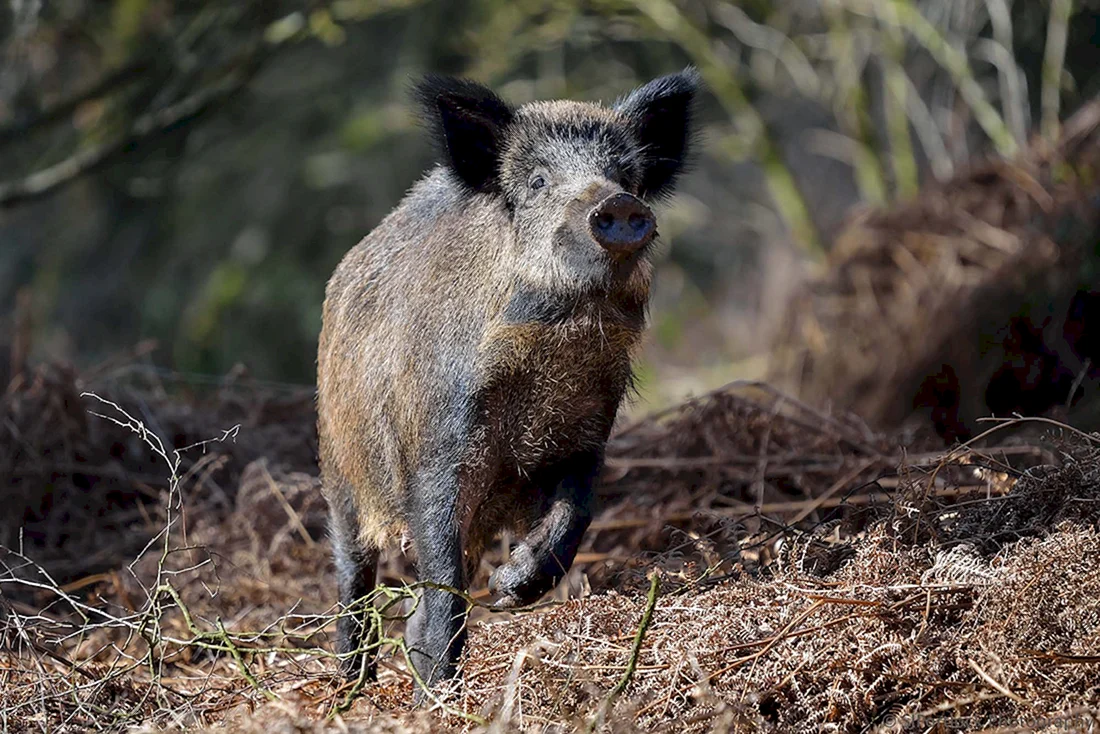 Европейский дикий кабан sus scrofa Ferus