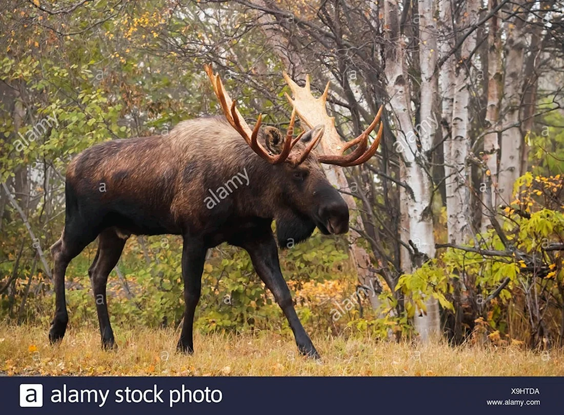 Европейский Лось alces alces