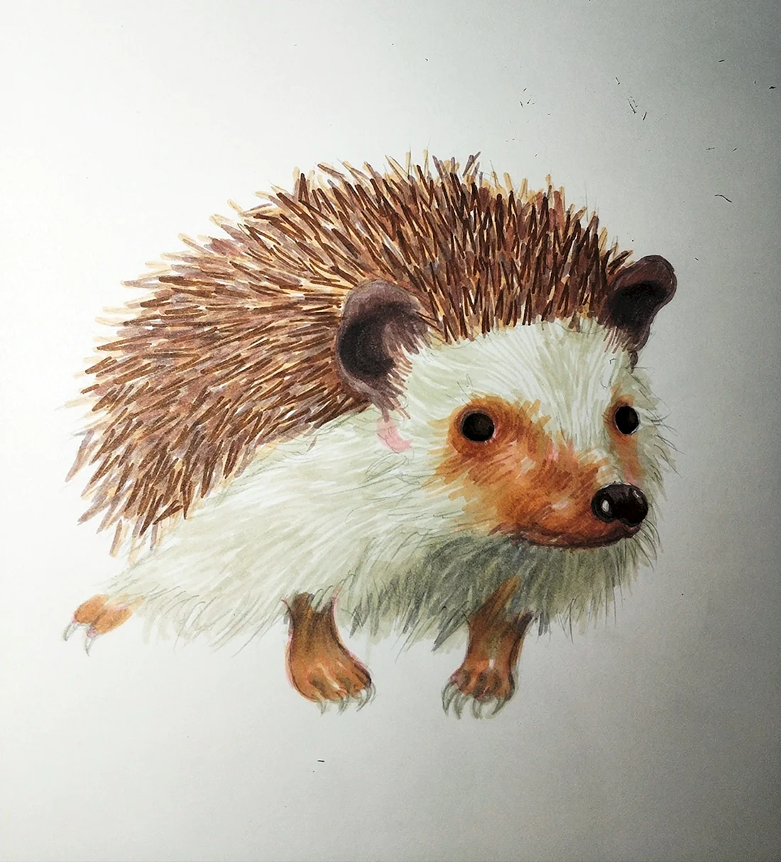 Ежик