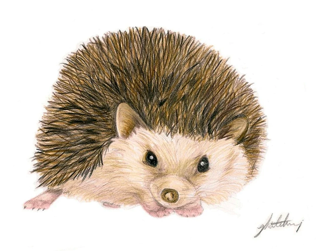 Ежик рисунок