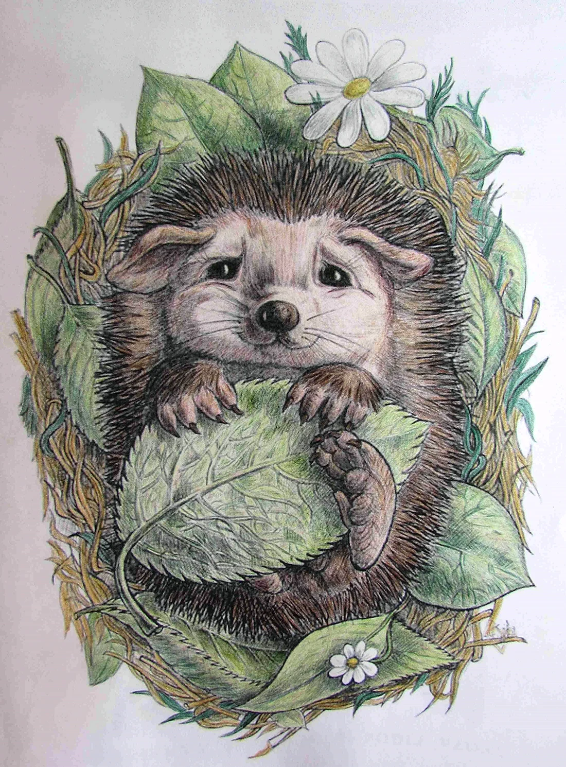 Ежик рисунок