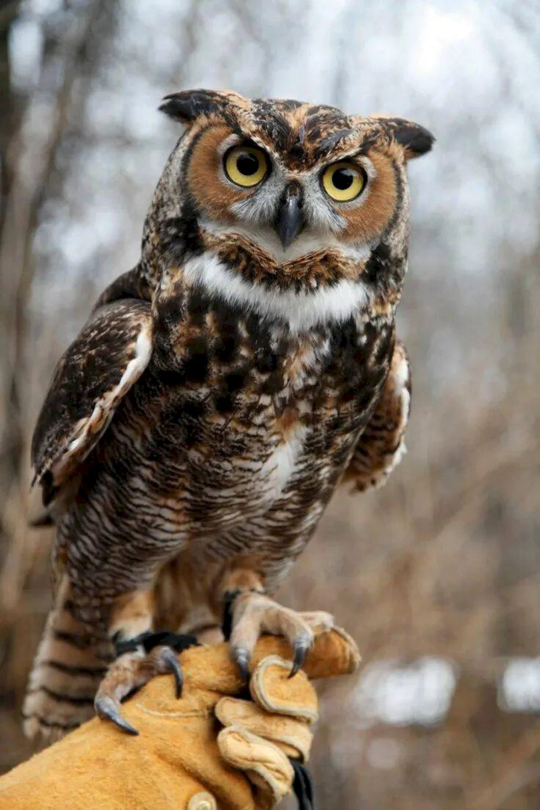 Филин обыкновенный Bubo Bubo