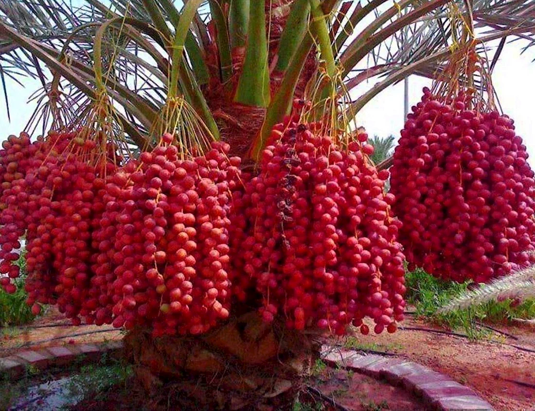 Финик Королевский Пальма