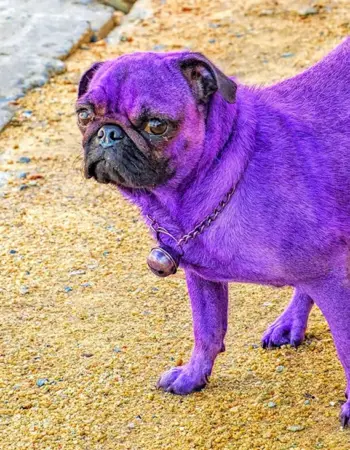 Фиолетовый Мопс