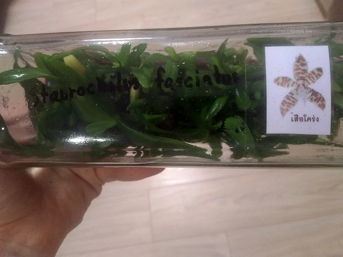 Фласка фласка фласка