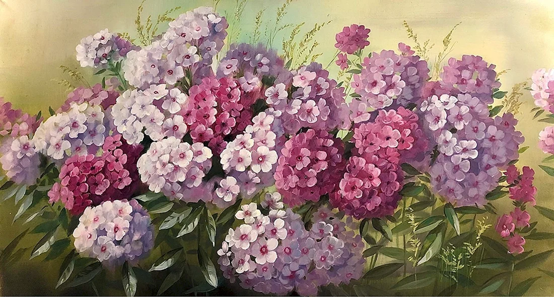 Флокс акварели Андрияки.
