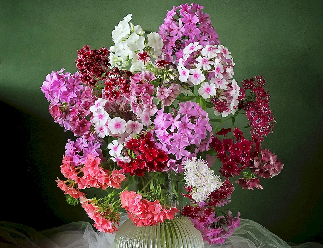 Флокс букетный