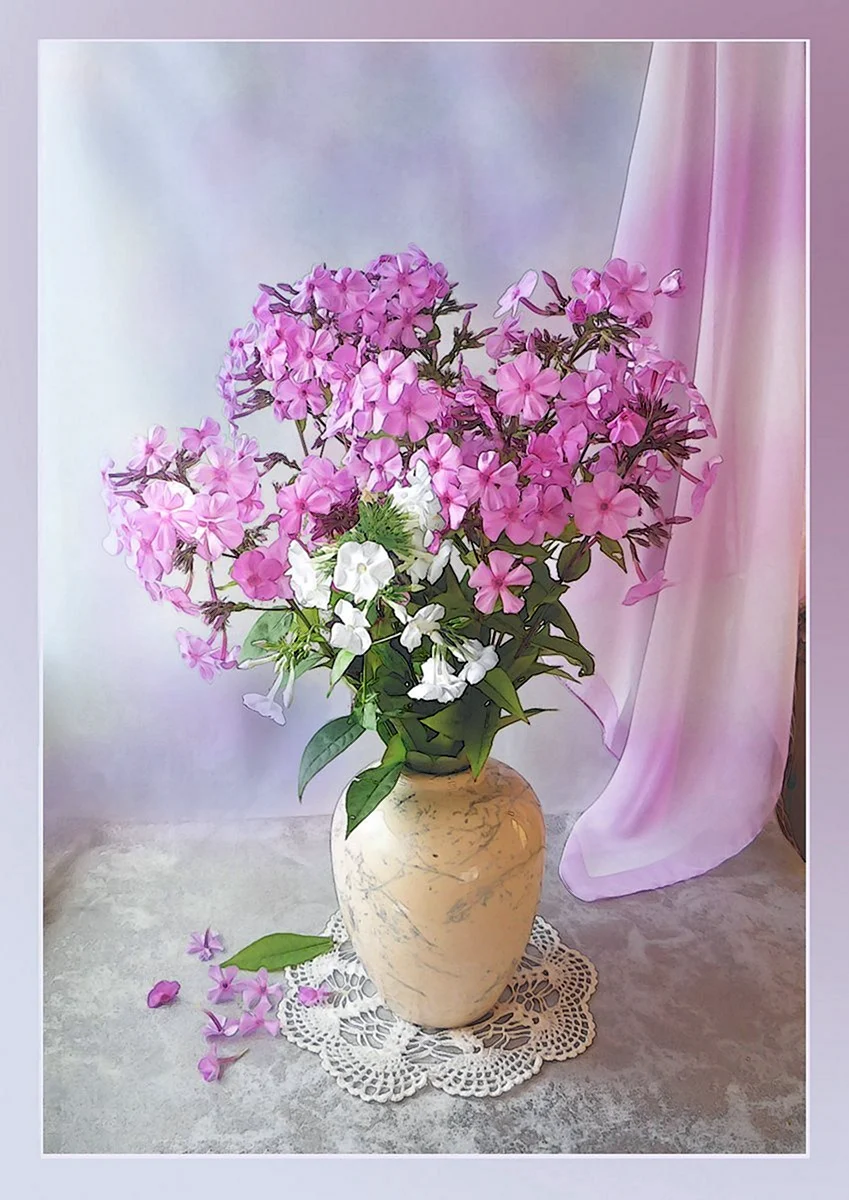 Флокс букетный