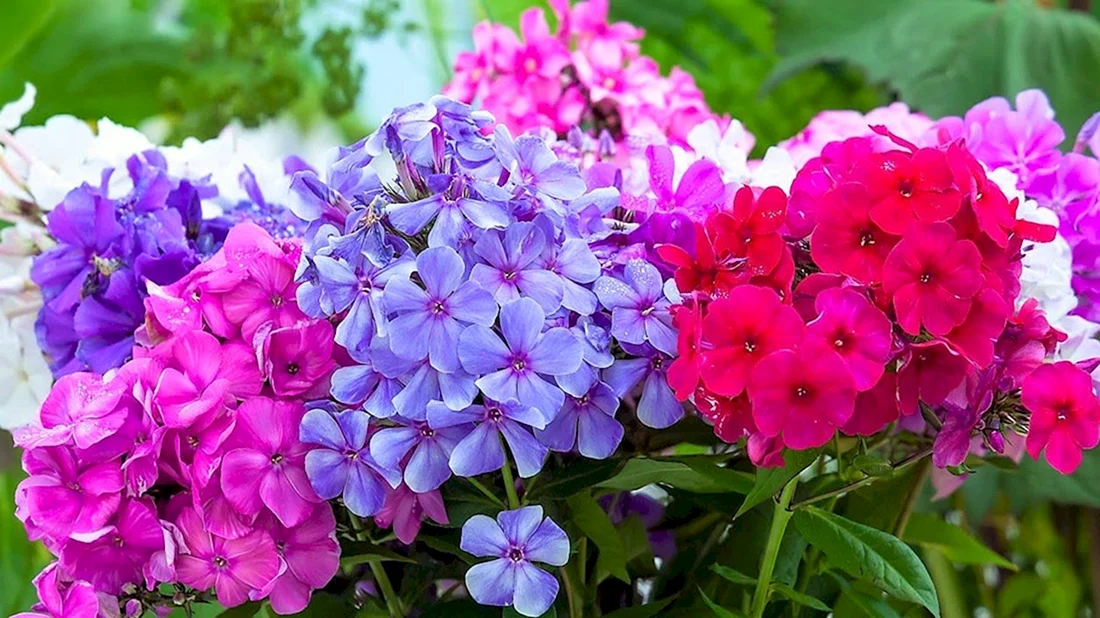 Флокс Глобус