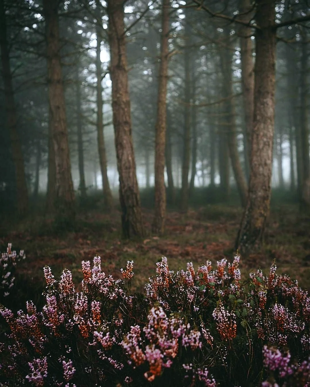 Forest Core Эстетика