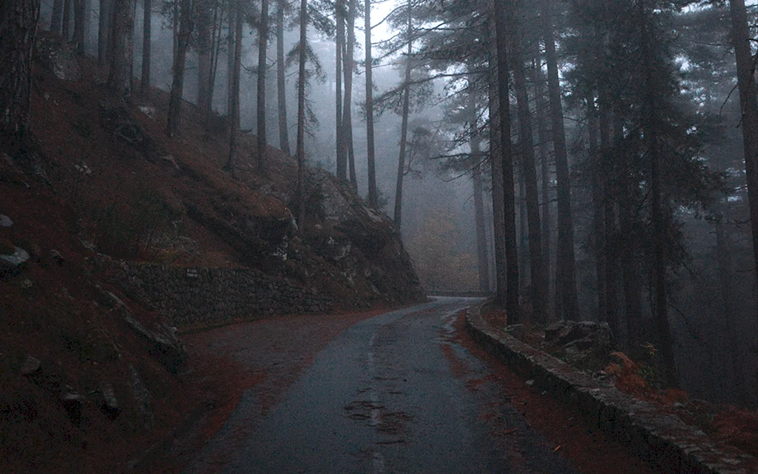 Форкс лес Эстетика