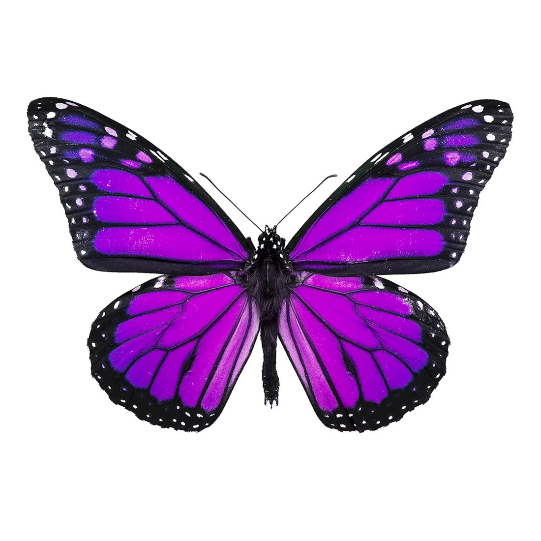 Фуксия Butterfly