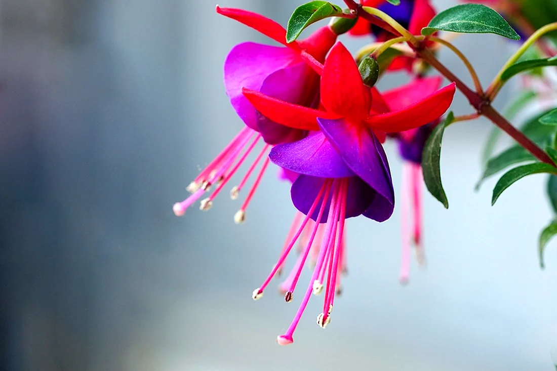 Фуксия гибридная Fuchsia hybrida